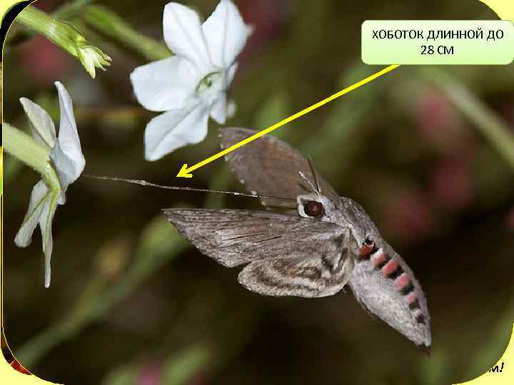 ХОБОТОК ДЛИННОЙ ДО 28 СМ Бражник никогда не садится на цветок для питания, а