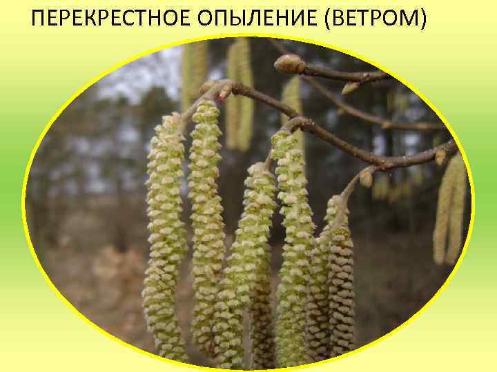 ПЕРЕКРЕСТНОЕ ОПЫЛЕНИЕ (ВЕТРОМ) 