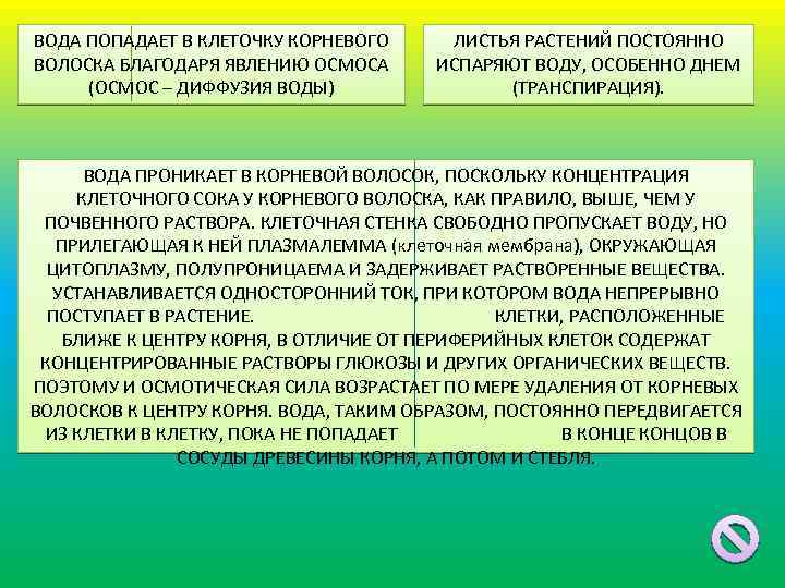 ВОДА ПОПАДАЕТ В КЛЕТОЧКУ КОРНЕВОГО ВОЛОСКА БЛАГОДАРЯ ЯВЛЕНИЮ ОСМОСА (ОСМОС – ДИФФУЗИЯ ВОДЫ) ЛИСТЬЯ