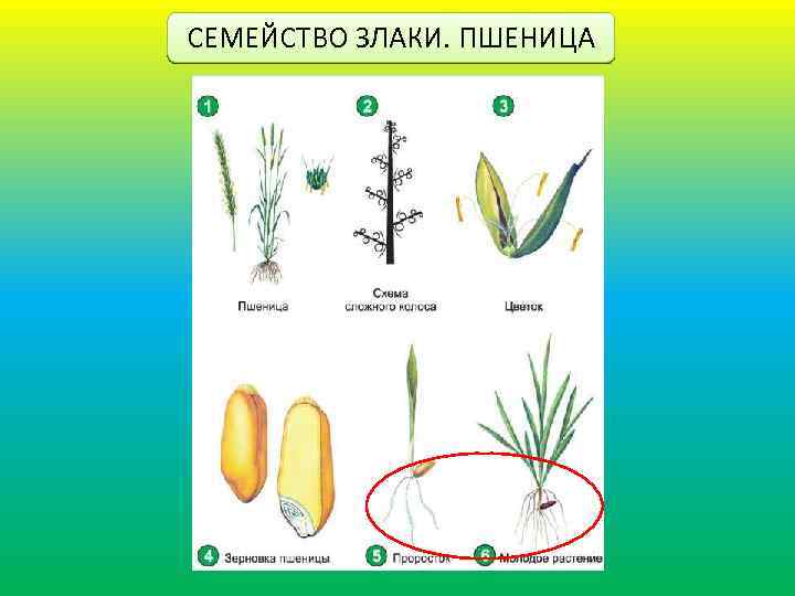 СЕМЕЙСТВО ЗЛАКИ. ПШЕНИЦА 