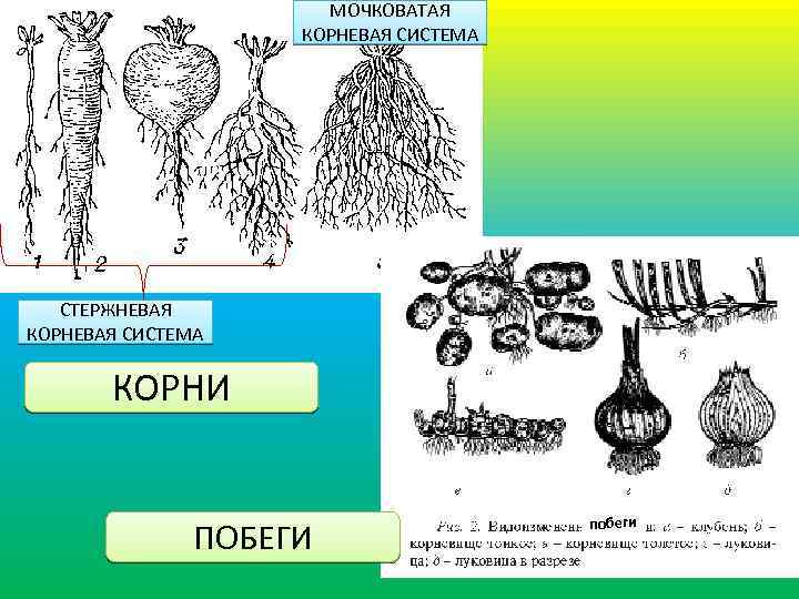 Стержневая корневая система примеры