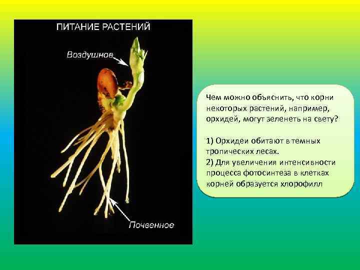 Чем можно объяснить, что корни некоторых растений, например, орхидей, могут зеленеть на свету? 1)