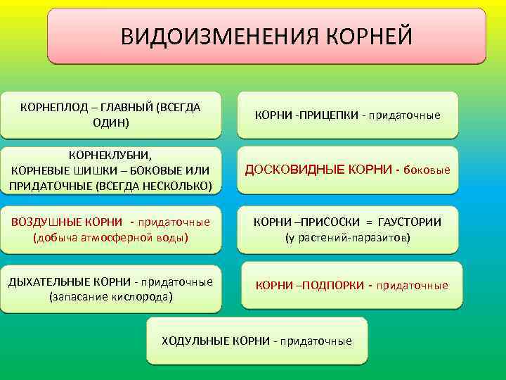 Условия корня