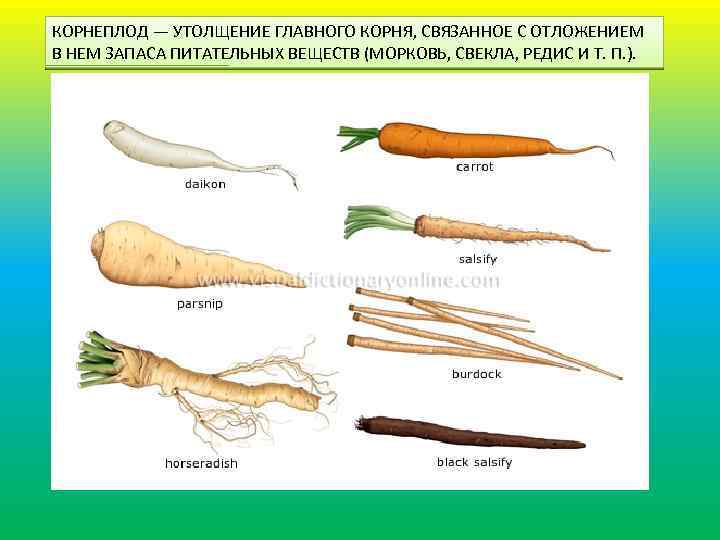 КОРНЕПЛОД — УТОЛЩЕНИЕ ГЛАВНОГО КОРНЯ, СВЯЗАННОЕ С ОТЛОЖЕНИЕМ В НЕМ ЗАПАСА ПИТАТЕЛЬНЫХ ВЕЩЕСТВ (МОРКОВЬ,