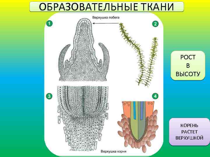 Рисунок образовательной ткани