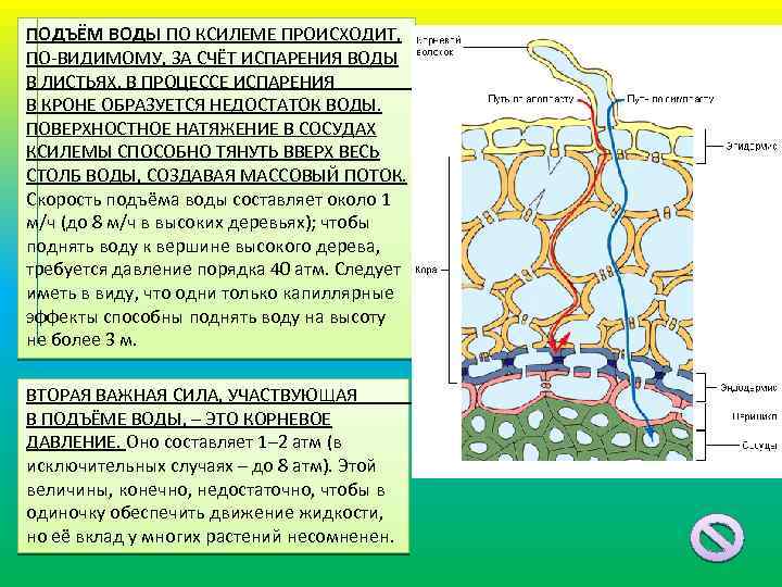 Каким образом вода попадает через корневые волоски