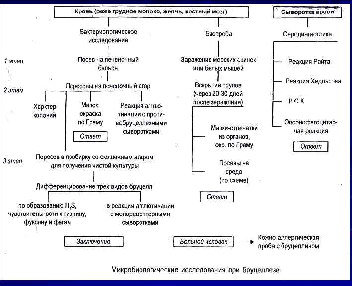 Бруцеллез патогенез. Лабораторная диагностика бруцеллеза схема. Чума туляремия Сибирская язва дифференциальная диагностика. Схема лабораторной диагностики сибирской язвы. Патогенез сибирской язвы схема.