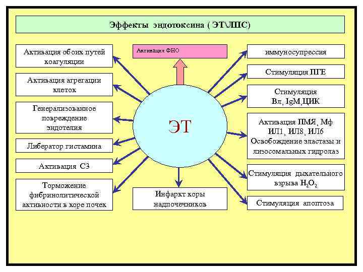       Эффекты эндотоксина ( ЭТЛПС) Активация обоих путей 