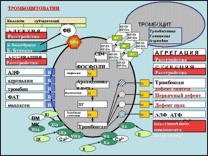 ТРОМБОЦИТОПАТИИ Коллаген   субэндотелий       GP-IIb  ТРОМБОЦИТ