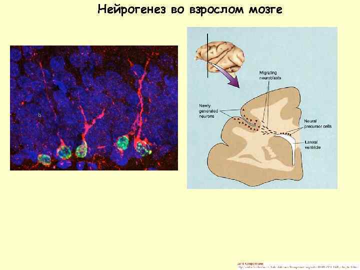 >Нейрогенез во взрослом мозге 