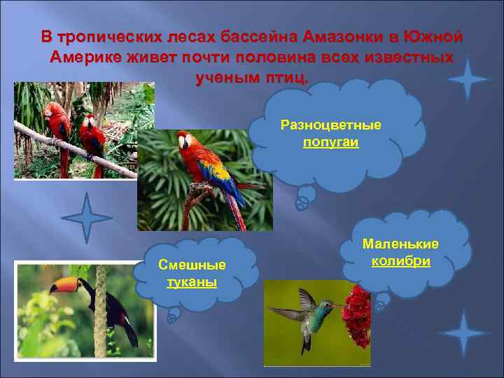 В тропических лесах бассейна Амазонки в Южной Америке живет почти половина всех известных 