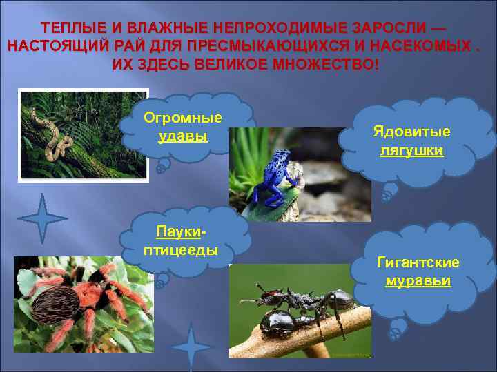   ТЕПЛЫЕ И ВЛАЖНЫЕ НЕПРОХОДИМЫЕ ЗАРОСЛИ — НАСТОЯЩИЙ РАЙ ДЛЯ ПРЕСМЫКАЮЩИХСЯ И НАСЕКОМЫХ.