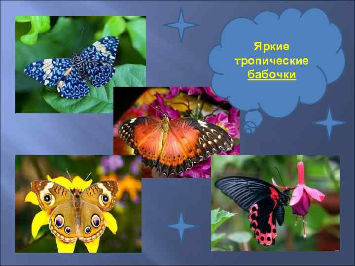   Яркие тропические  бабочки 
