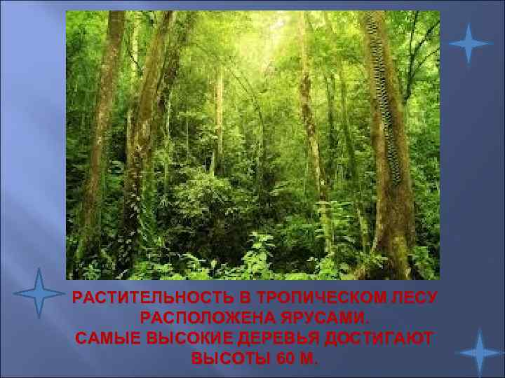 РАСТИТЕЛЬНОСТЬ В ТРОПИЧЕСКОМ ЛЕСУ  РАСПОЛОЖЕНА ЯРУСАМИ. САМЫЕ ВЫСОКИЕ ДЕРЕВЬЯ ДОСТИГАЮТ  ВЫСОТЫ 60