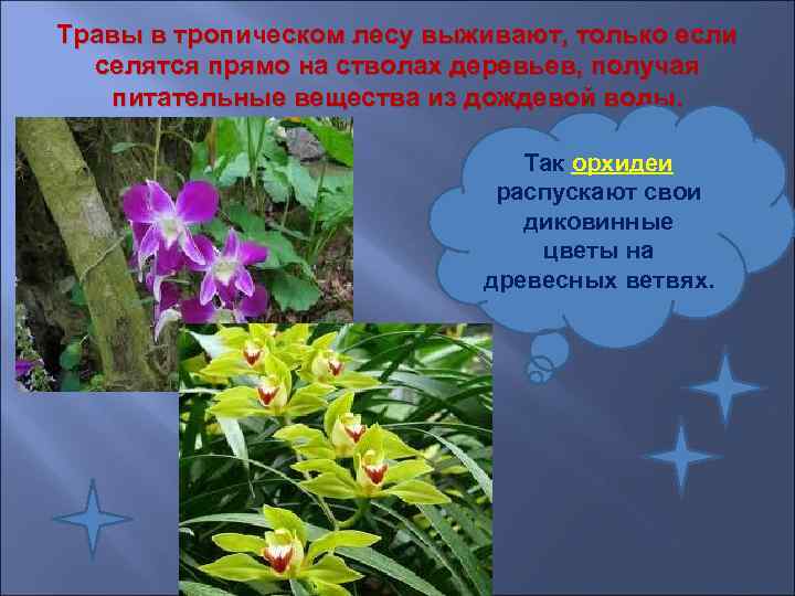 Травы в тропическом лесу выживают, только если  селятся прямо на стволах деревьев, получая