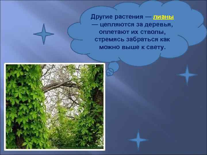 Другие растения — лианы — цепляются за деревья,  оплетают их стволы,  стремясь