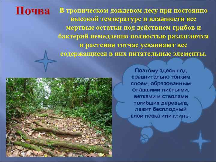 Почва  В тропическом дождевом лесу при постоянно   высокой температуре и влажности