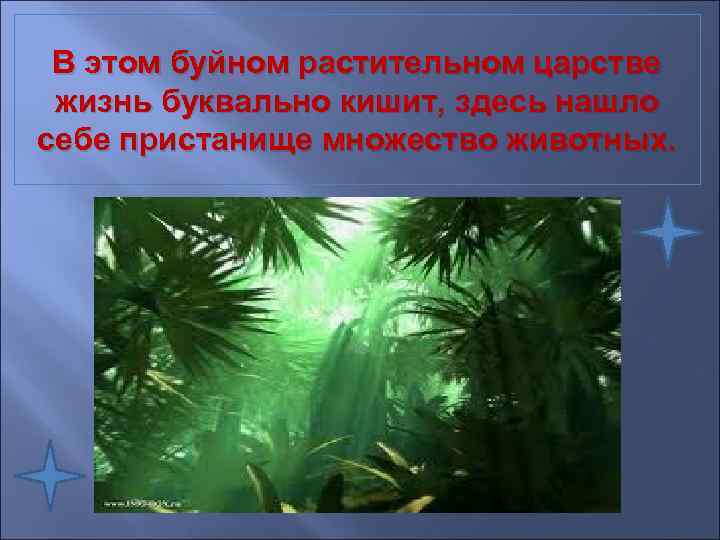  В этом буйном растительном царстве жизнь буквально кишит, здесь нашло себе пристанище множество