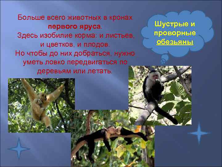 Больше всего животных в кронах   первого яруса.   Шустрые и Здесь