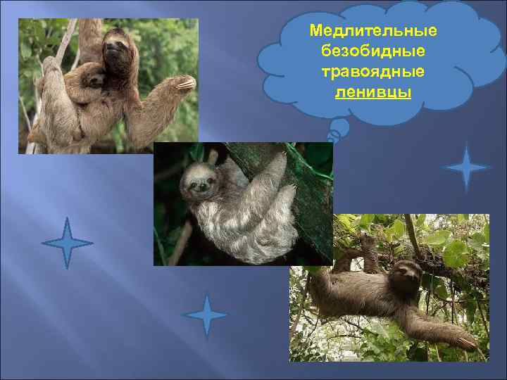 Медлительные безобидные травоядные  ленивцы 