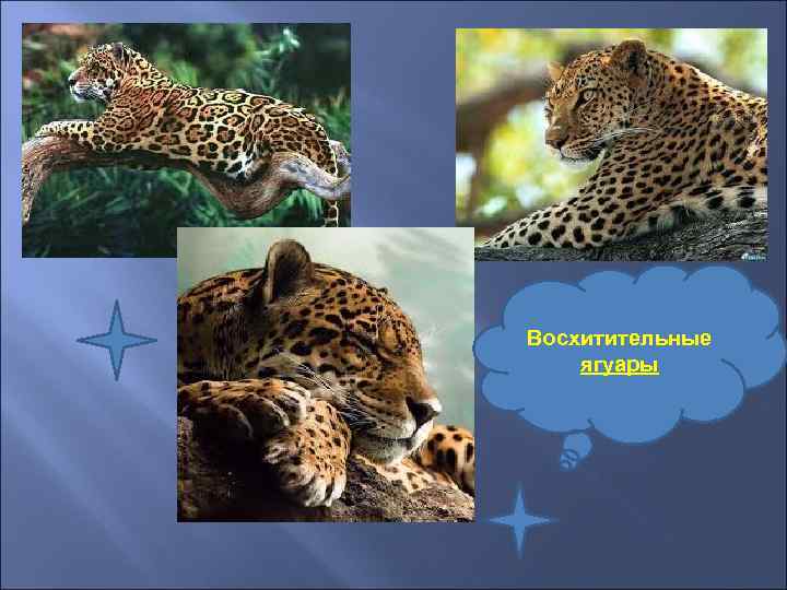 Восхитительные ягуары 
