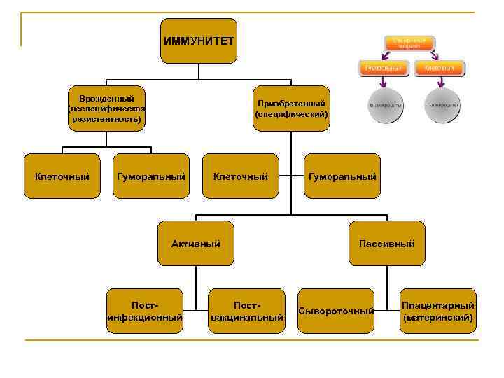     ИММУНИТЕТ   Врожденный    Приобретенный (неспецифическая 