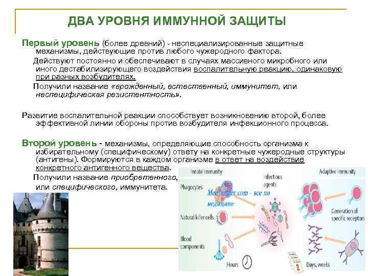    ДВА УРОВНЯ ИММУННОЙ ЗАЩИТЫ Первый уровень (более древний) - неспециализированные защитные