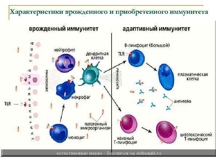  Характеристики врожденного и приобретенного иммунитета       Приобретенный Виды