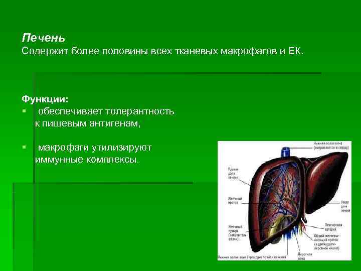 Печень Содержит более половины всех тканевых макрофагов и ЕК. Функции: § обеспечивает толерантность 