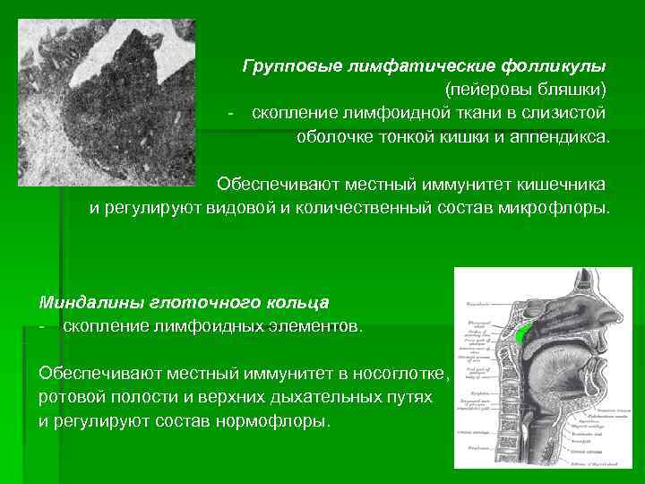 Местный иммунитет полости рта презентация