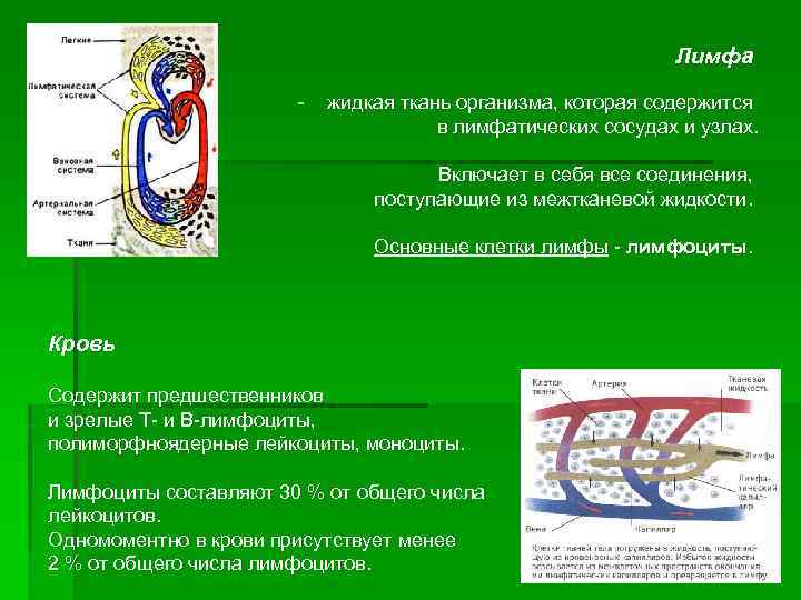       Лимфа     -  жидкая