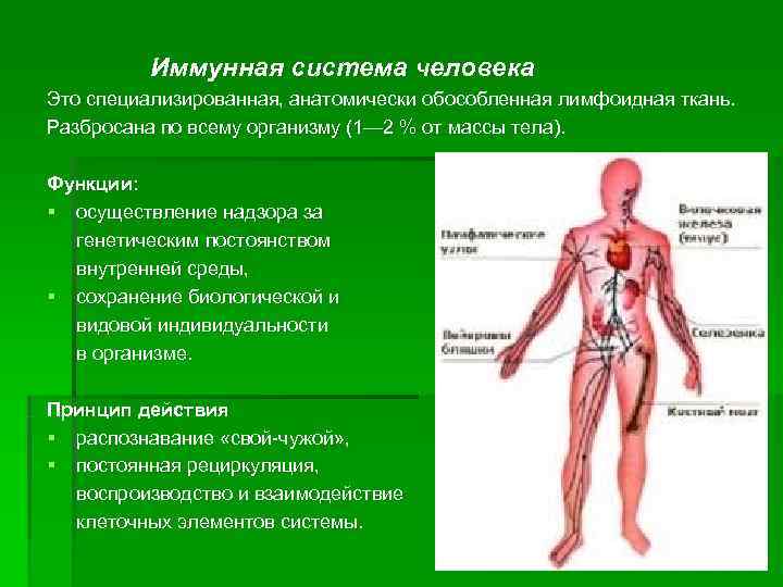 Как выглядит иммунная система человека фото