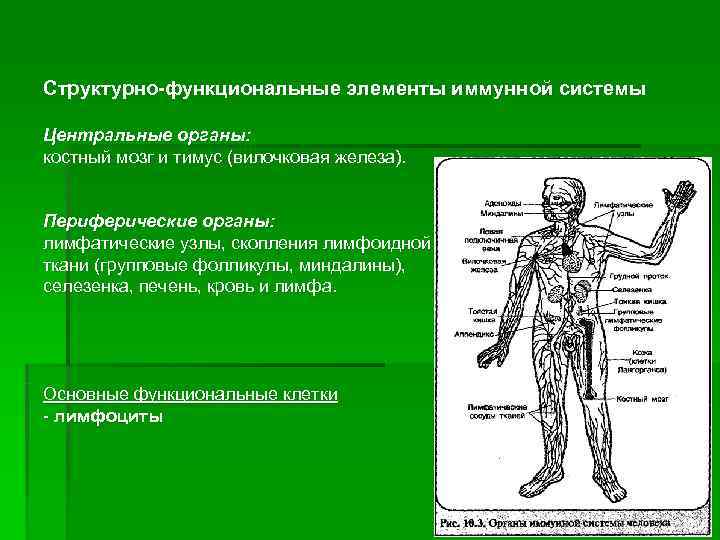 Структурно-функциональные элементы иммунной системы Центральные органы: костный мозг и тимус (вилочковая железа).  Периферические