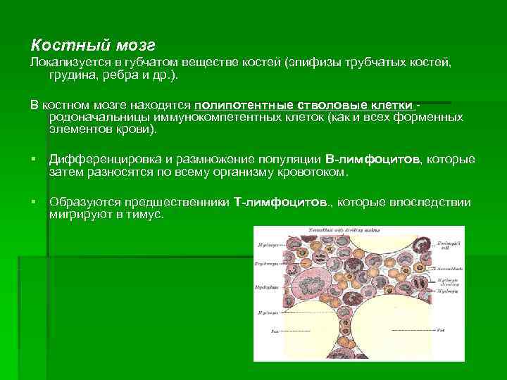 Костный мозг Локализуется в губчатом веществе костей (эпифизы трубчатых костей, грудина, ребра и др.