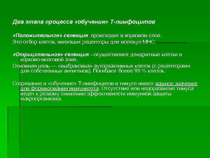 Два этапа процесса «обучения» Т-лимфоцитов  «Положительная» селекция происходит в корковом слое. Это отбор