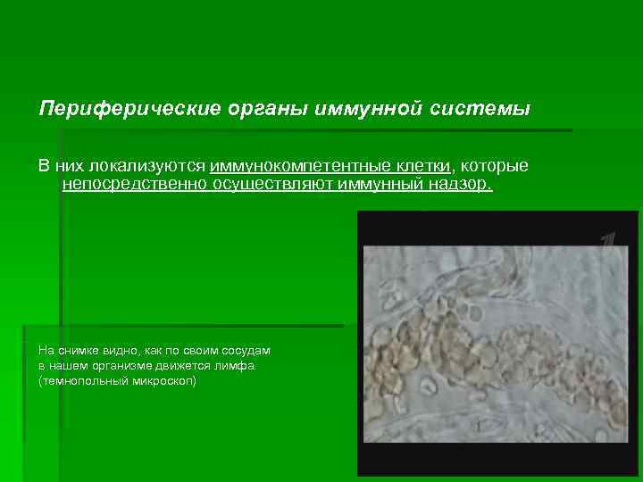 Периферические органы иммунной системы В них локализуются иммунокомпетентные клетки, которые  непосредственно осуществляют иммунный