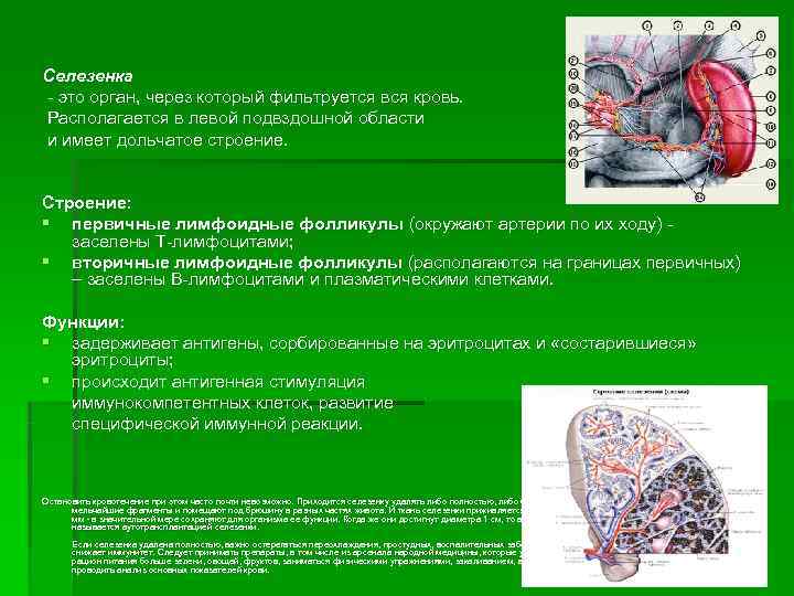 Селезенка - это орган, через который фильтруется вся кровь. Располагается в левой подвздошной области