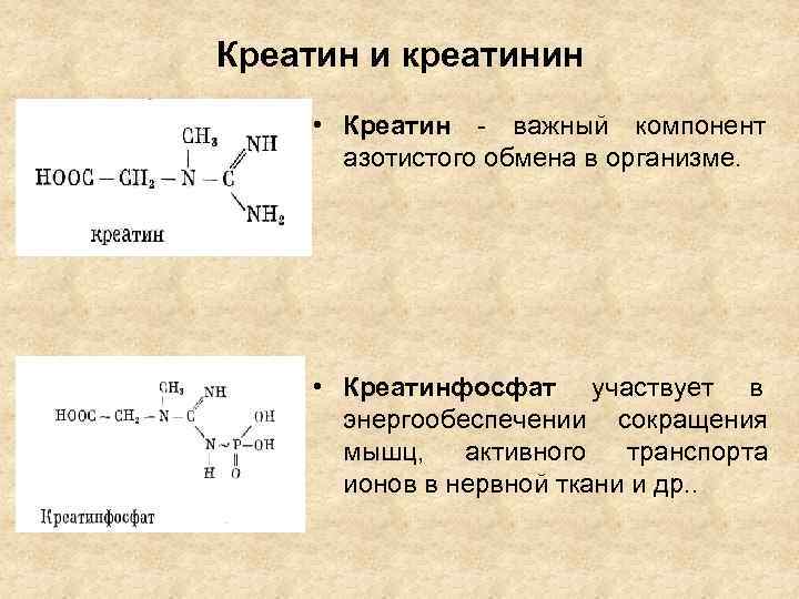 Креатин и креатинин • Креатин - важный компонент  азотистого обмена в организме. 