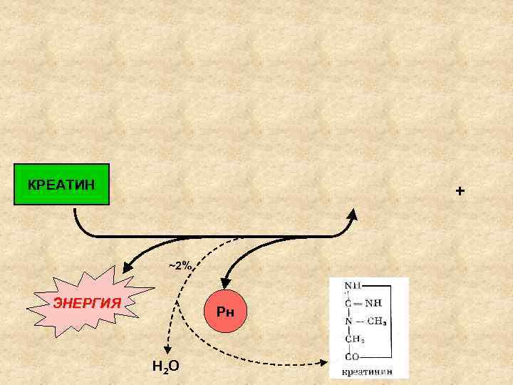 КРЕАТИН   +   ~2% ЭНЕРГИЯ     Рн 
