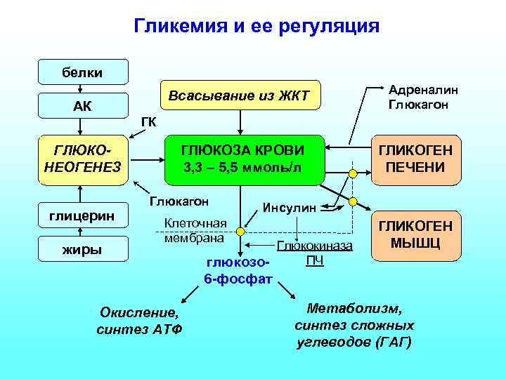 Гликемия и ее регуляция белки Всасывание из ЖКТ АК Адреналин Глюкагон ГК ГЛЮКОНЕОГЕНЕЗ глицерин