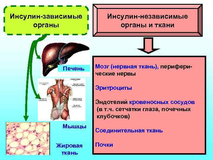 Инсулин-зависимые органы Печень Инсулин-независимые органы и ткани Мозг (нервная ткань), периферические нервы Эритроциты Эндотелий