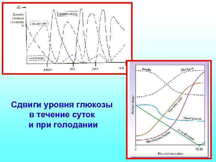 Сдвиги уровня глюкозы в течение суток и при голодании 