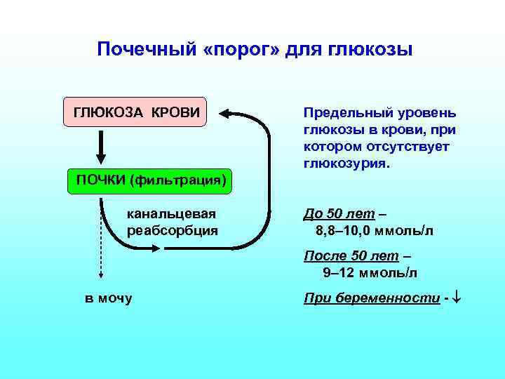 Почечный «порог» для глюкозы ГЛЮКОЗА КРОВИ Предельный уровень глюкозы в крови, при котором отсутствует