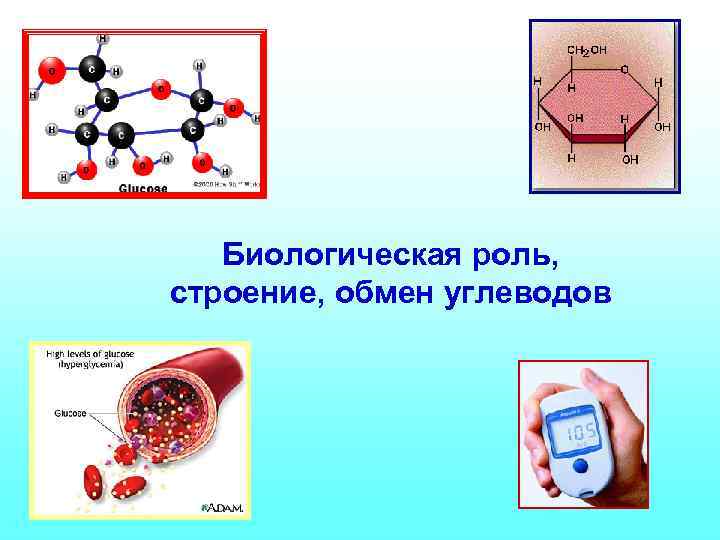 Биологическая роль, строение, обмен углеводов 