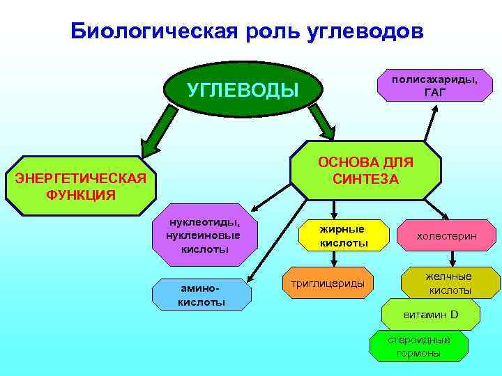 Биологическая роль углеводов полисахариды, ГАГ УГЛЕВОДЫ ОСНОВА ДЛЯ СИНТЕЗА ЭНЕРГЕТИЧЕСКАЯ ФУНКЦИЯ нуклеотиды, нуклеиновые кислоты