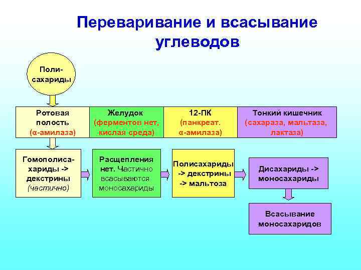 Переваривание и всасывание углеводов Полисахариды Ротовая полость (α-амилаза) Гомополисахариды -> декстрины (частично) Желудок (ферментов