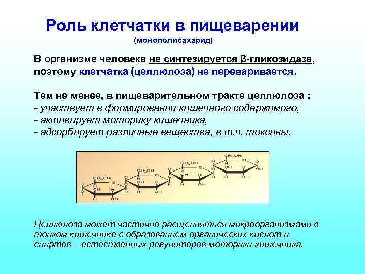 Роль клетчатки в пищеварении (монополисахарид) В организме человека не синтезируется β-гликозидаза, поэтому клетчатка (целлюлоза)