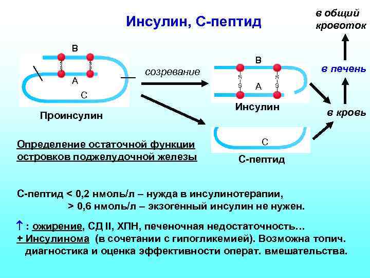 в общий кровоток Инсулин, С-пептид B созревание А C Проинсулин Определение остаточной функции островков