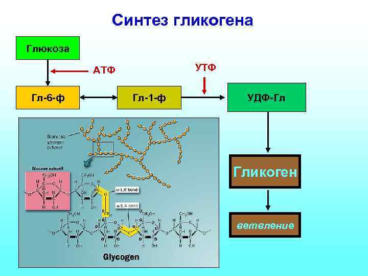 Синтез гликогена Глюкоза УТФ АТФ Гл-6 -ф Гл-1 -ф УДФ-Гл Гликоген ветвление 