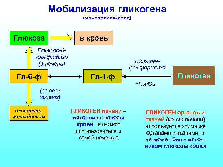 Мобилизация гликогена (монополисахарид) Глюкоза в кровь Глюкозо-6 фосфатаза (в печени) Гл-6 -ф гликогенфосфорилаза Гл-1